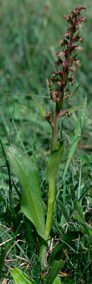 Plancia ëd Dactylorhiza viridis (L.) R. M. Bateman, Pridgeon & M. W. Chase