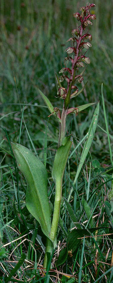 Plancia ëd Dactylorhiza viridis (L.) R. M. Bateman, Pridgeon & M. W. Chase