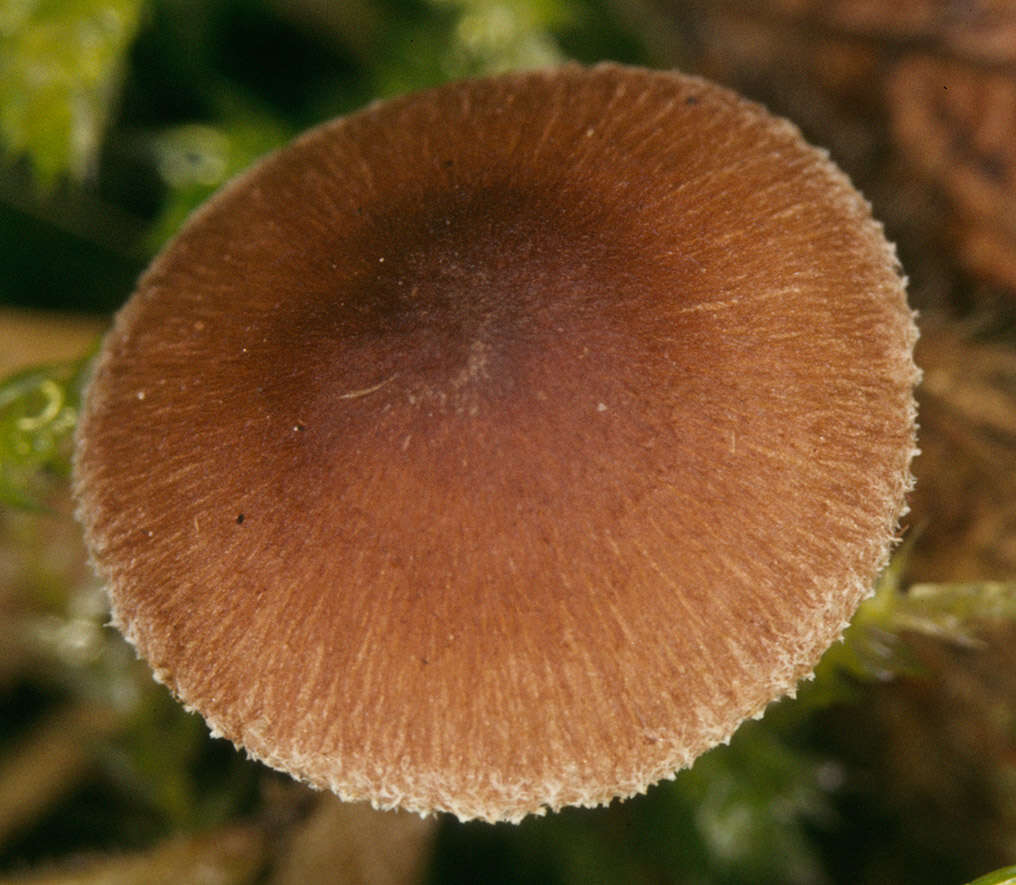 Image de Inocybe de Fries