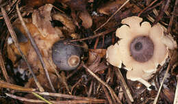 Image of Collared Earthstar