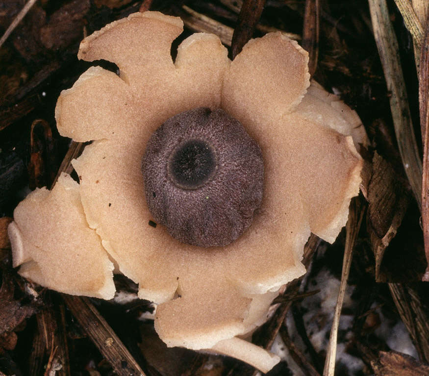 Image of Collared Earthstar