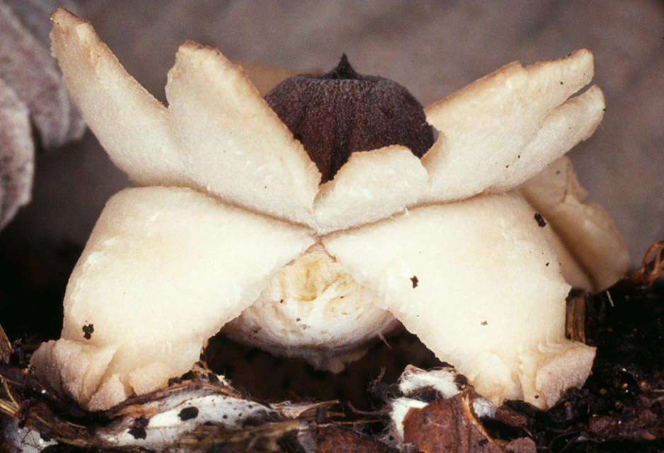 Image of Collared Earthstar