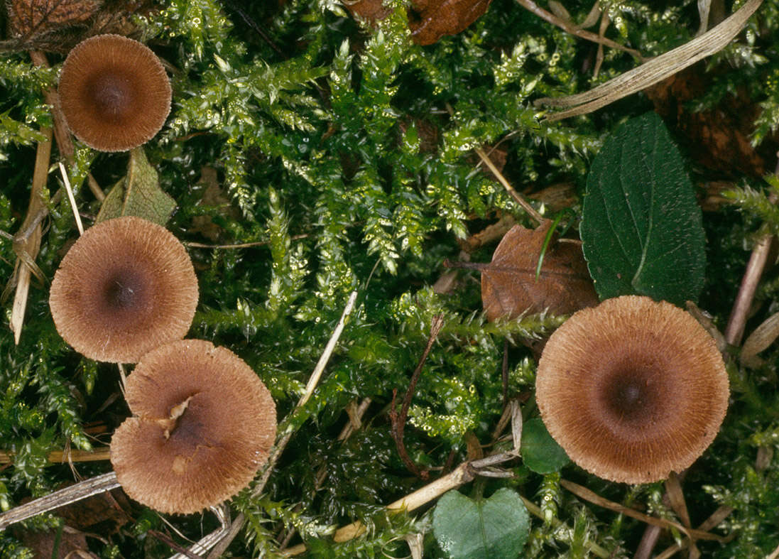 Image de Inocybe de Fries