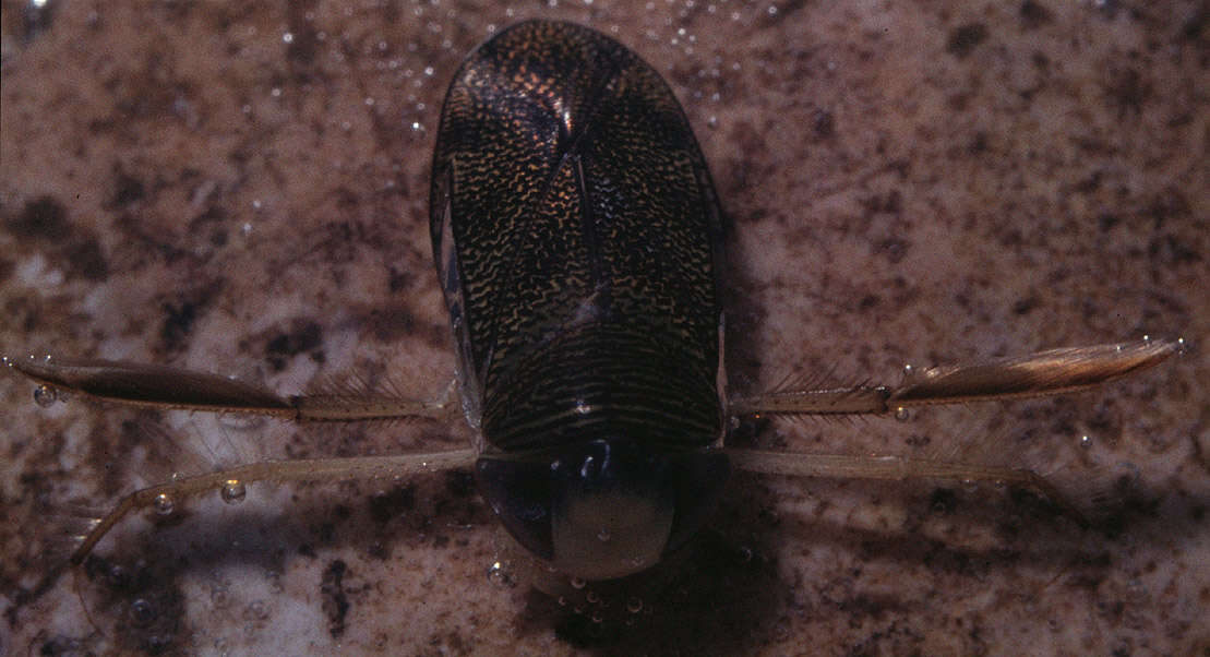 Image of Corixinae Leach 1815