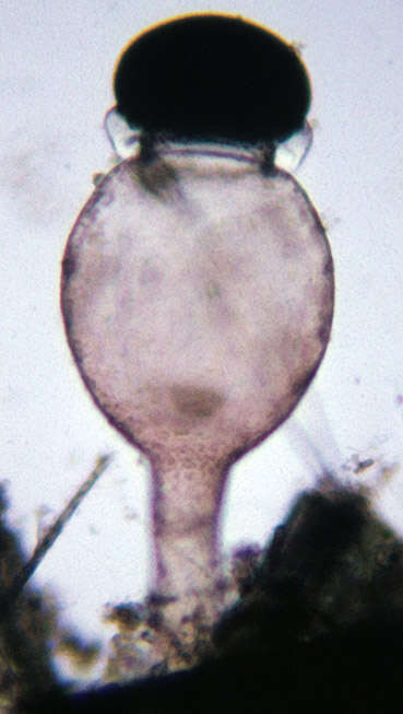 Image of Pilobolaceae