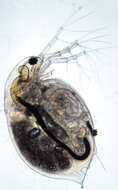 Image of Daphnia (Daphnia) obtusa Kurz 1874