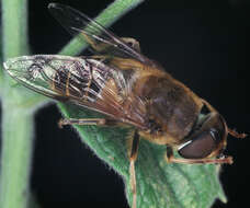 Image of Eristalis pertinax (Scopoli 1763)