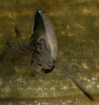 Image of Water boatman