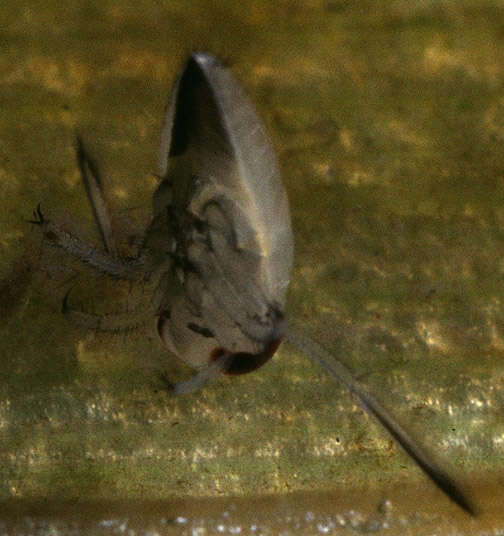 Image of Notonectoidea Latreille 1802