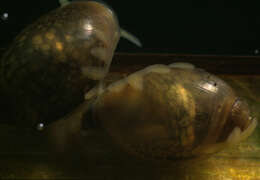 Image of Common Bladder Snail