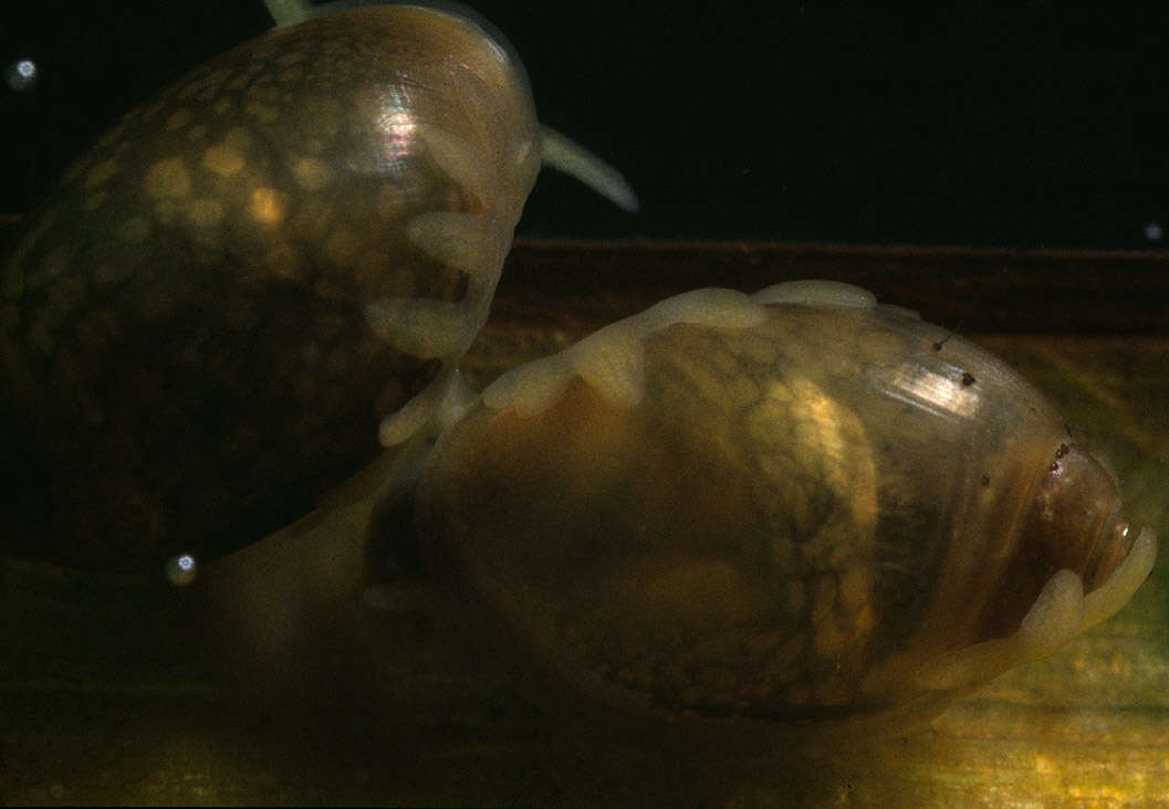 Image of Common Bladder Snail
