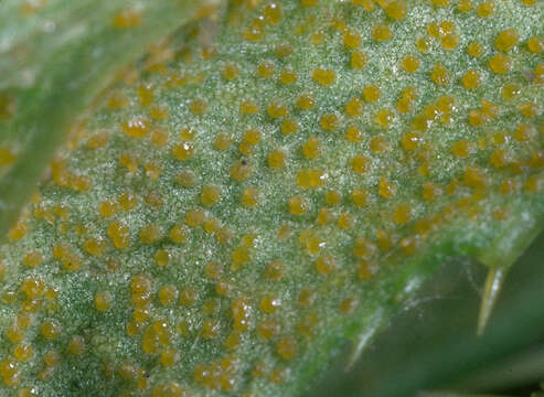 Image of Puccinia punctiformis (F. Strauss) Röhl. 1813