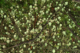 Image of cup lichen