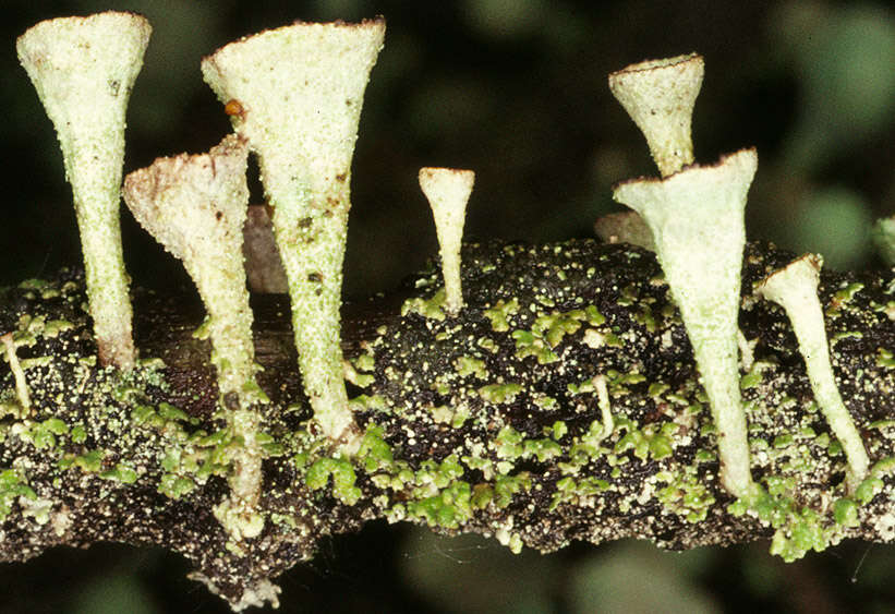 Image of cup lichen