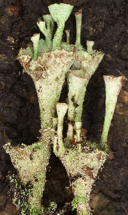 Image of cup lichen