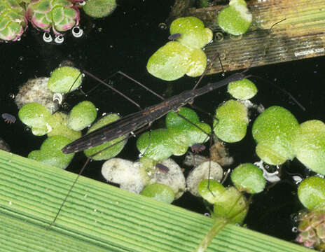 Image of Hydrometra stagnorum (Linnaeus 1758)