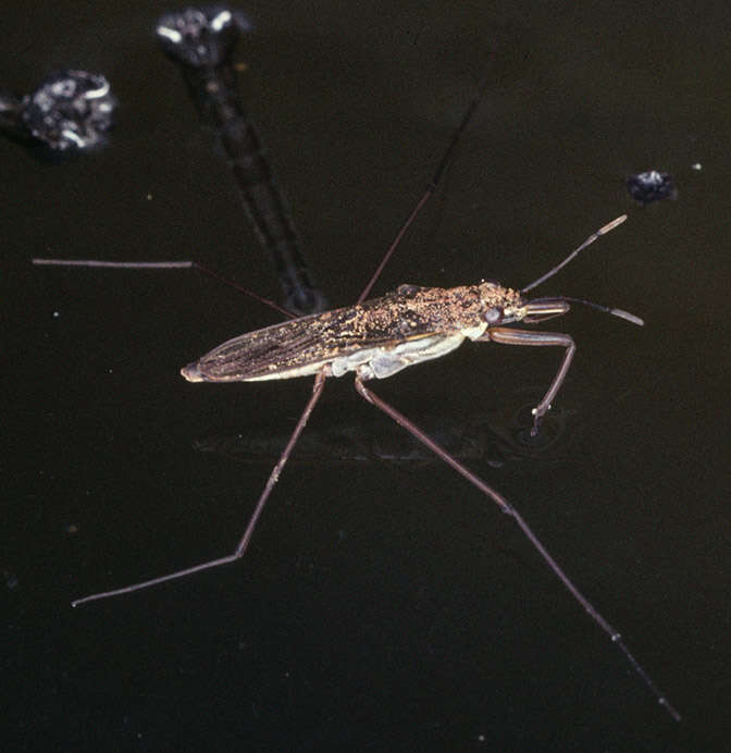 Image of Common pond skater