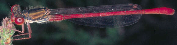 Image of small red damselfly