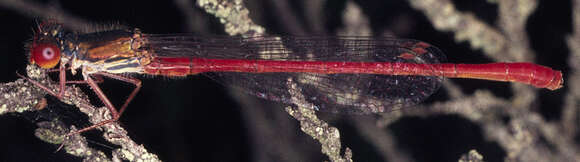 Image of small red damselfly