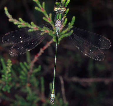 Image of Common Emerald Damselfly