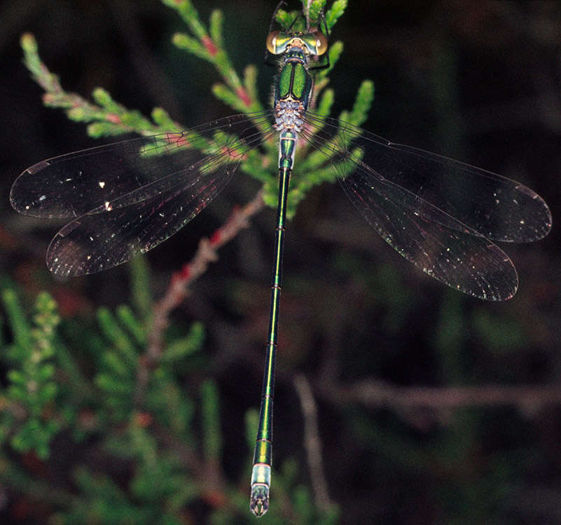 Image of Common Emerald Damselfly