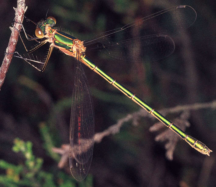 Image of Common Emerald Damselfly