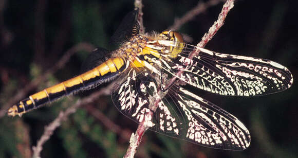 Image of black darter