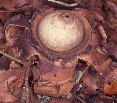 Image of Collared Earthstar