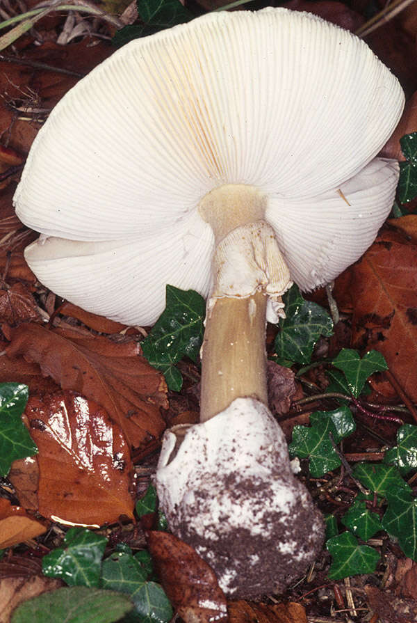 Image of Death cap