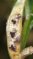 Image de Puccinia tumida Grev. 1824