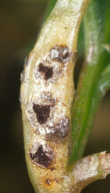 Image de Puccinia tumida Grev. 1824