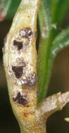 Image de Puccinia tumida Grev. 1824