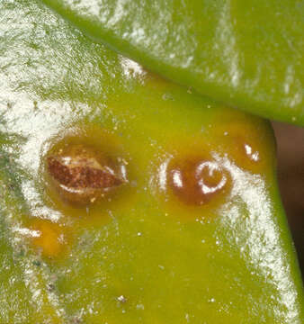 Imagem de Puccinia buxi Sowerby 1809