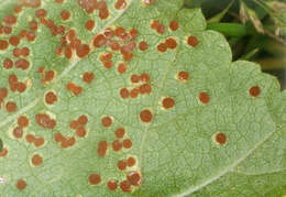 Image of Puccinia malvacearum Bertero ex Mont. 1852