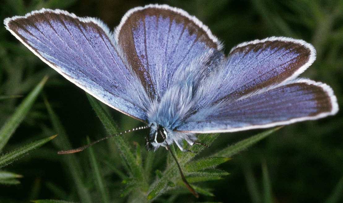 Image of Plebejus argus (Linnaeus 1758)