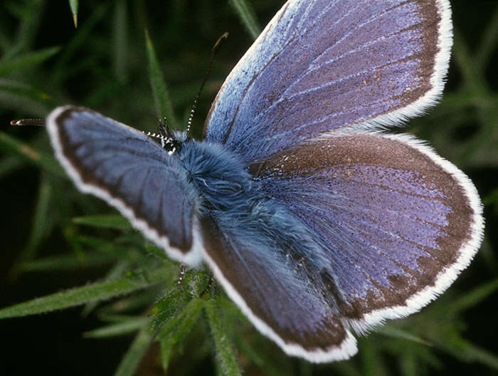 Image of Plebejus argus (Linnaeus 1758)