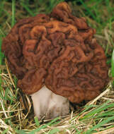 Image of Gyromitra esculenta (Pers.) Fr. 1849