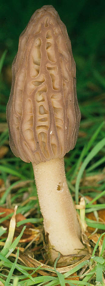 Image of Black Morel