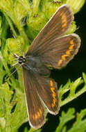 Image of Plebejus argus (Linnaeus 1758)