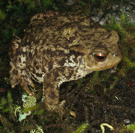 Image of Common Toad