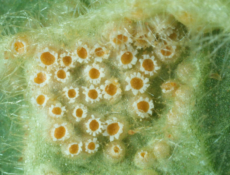 Слика од Puccinia primulae (DC.) Duby 1830