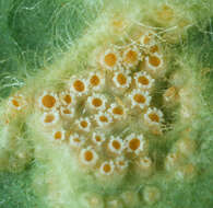 Слика од Puccinia primulae (DC.) Duby 1830