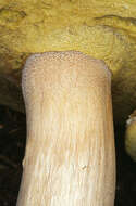 Image of Boletus