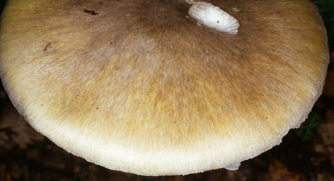 Image of Death cap