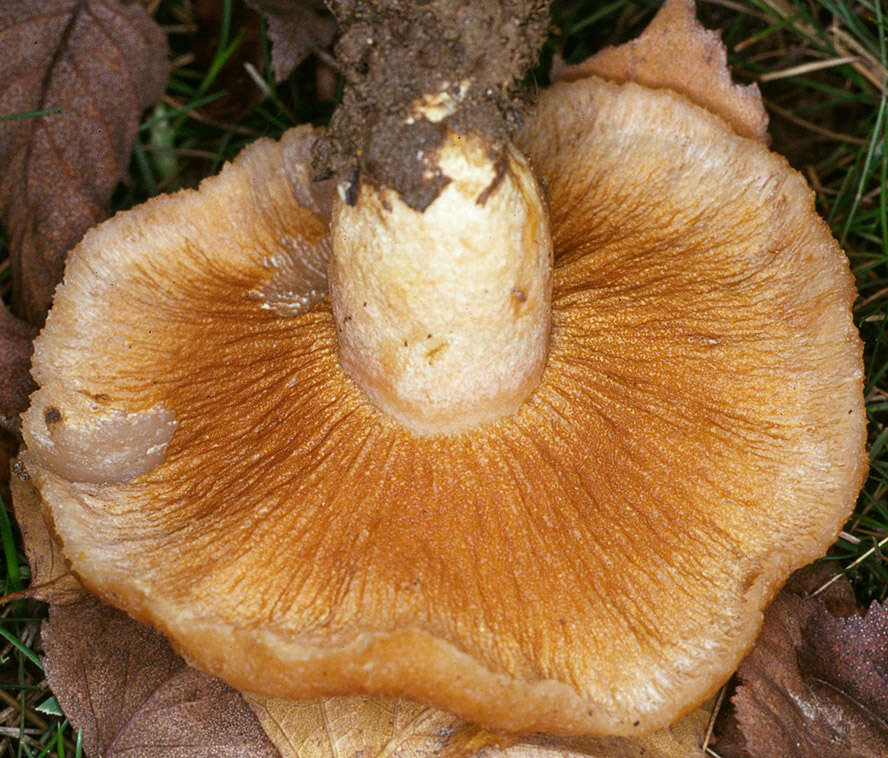 Слика од Hypomyces spadiceus Fr. ex Cooke 1884