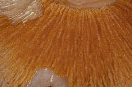 Image of Hypomyces spadiceus Fr. ex Cooke 1884