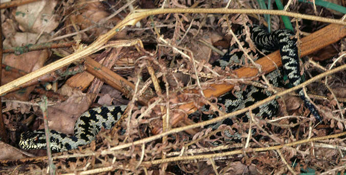 Image of Adder