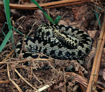 Image of Adder