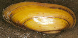 Image of Painter's Mussel