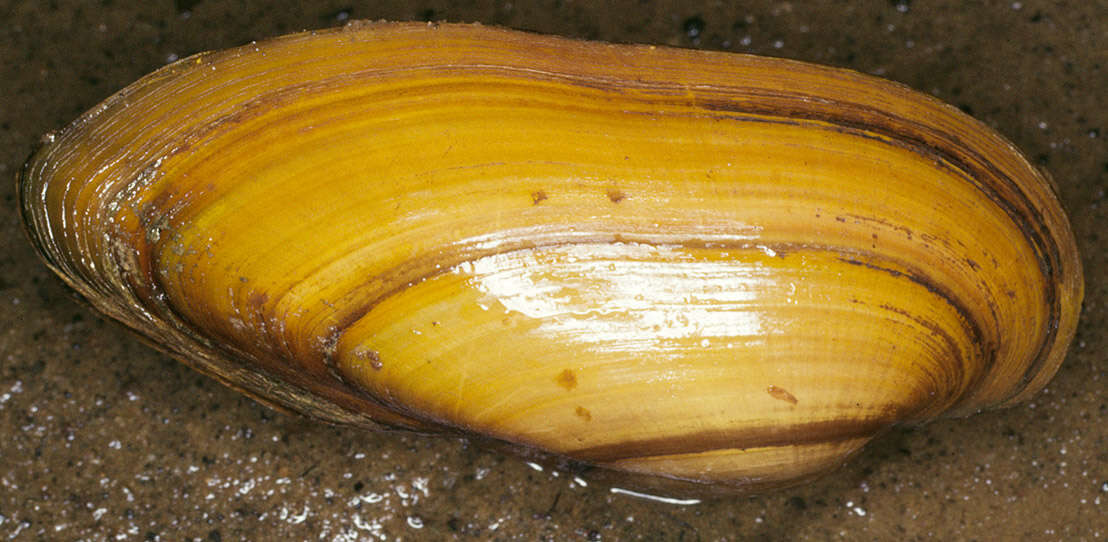 Image of Painter's Mussel